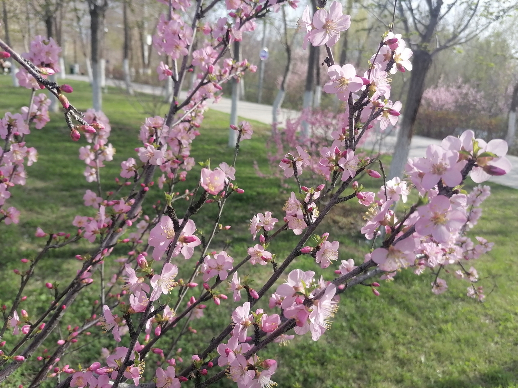 94鲜花盛开,春意盎然94  瞧这粉白色的花树,每一朵花瓣都清丽而富