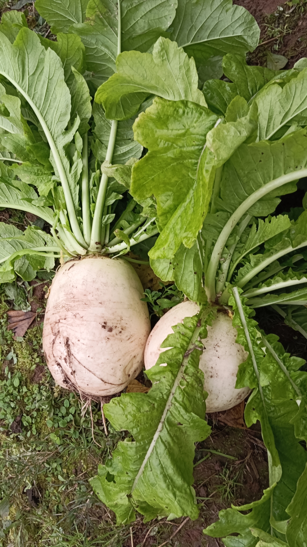 大自然总是能给我们带来意想不到的惊喜,一颗普通的萝卜也能如此美丽