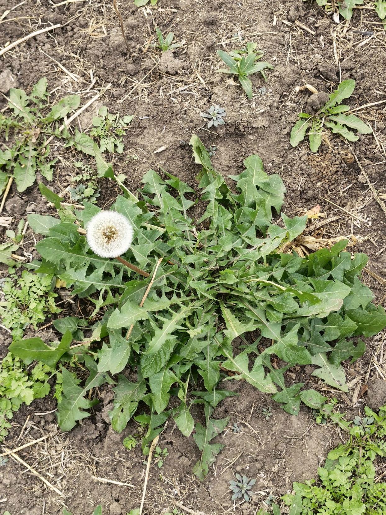 今天婆婆才想起来昨天挖了点地丁草,也叫蒲公英,婆婆