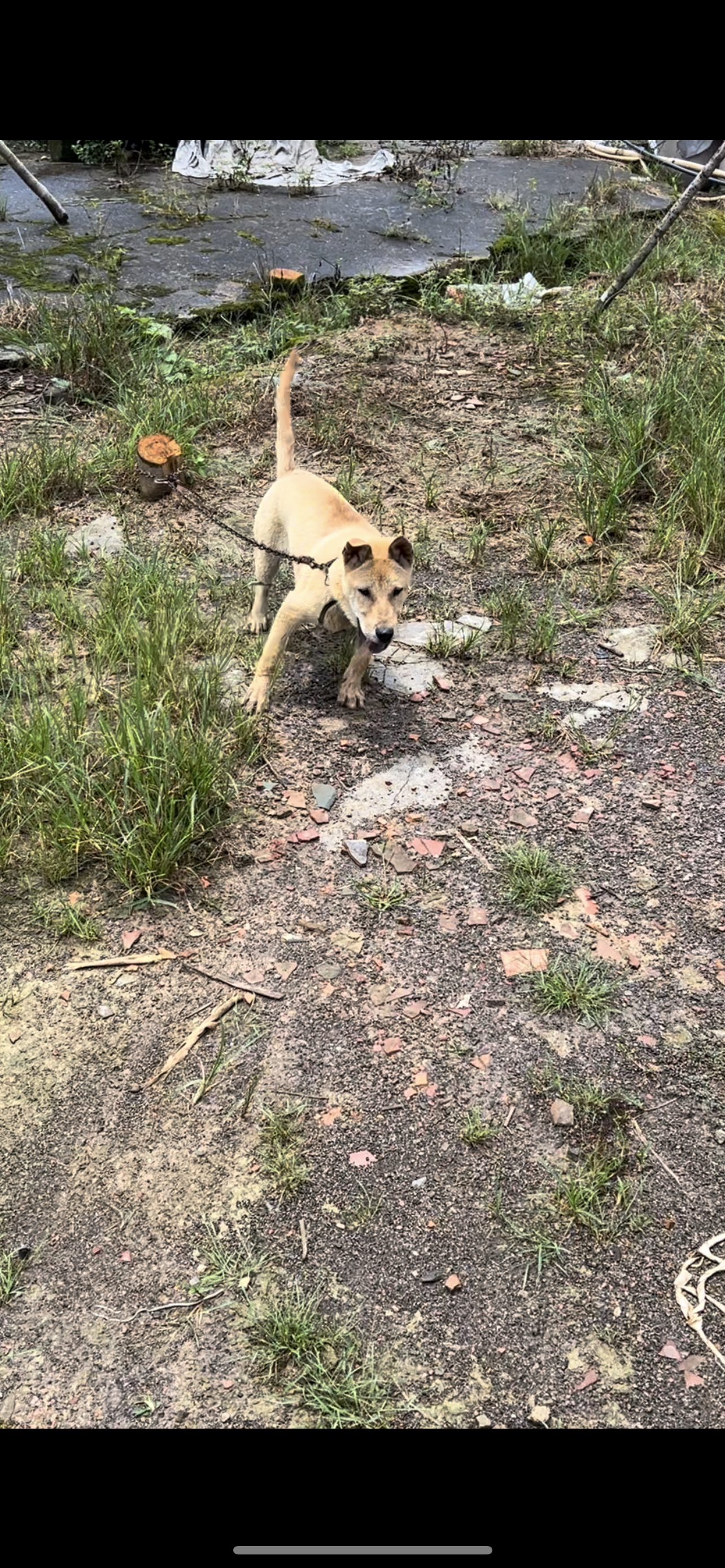 陕西土猎犬图片