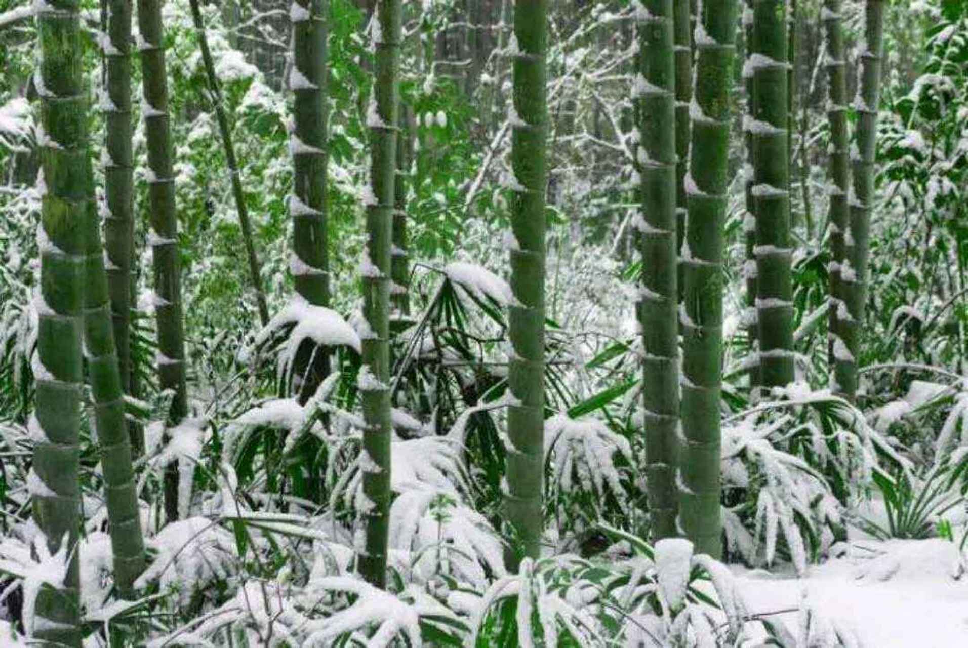 竹子(平水韵平声十一真 竹子虚心人有神 清新淡雅不拈尘.