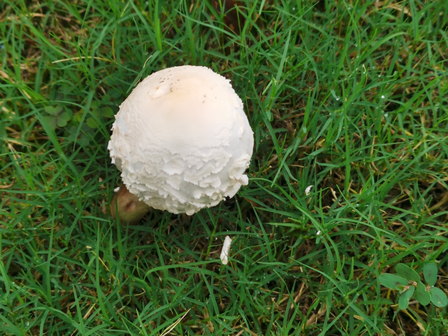 《菇》午后到公园散步,看到草丛上面有几个圆圆的"