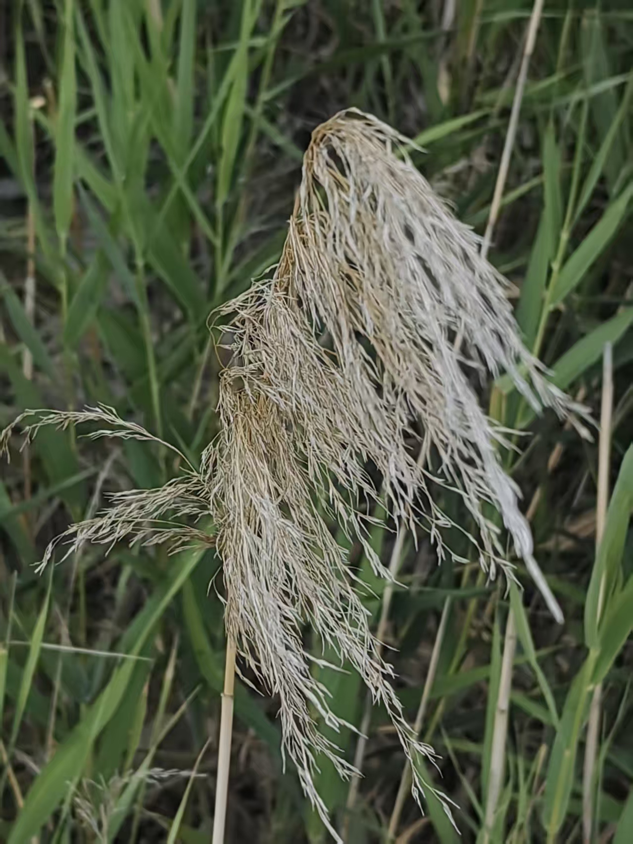 在草丛中发现一片干枯的植物,感叹大自然的生命循环