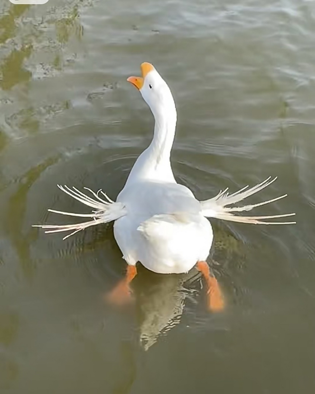 大鹅都在努力的游泳#我要上热门# #搞笑萌宠#  自己有什么理由不努力