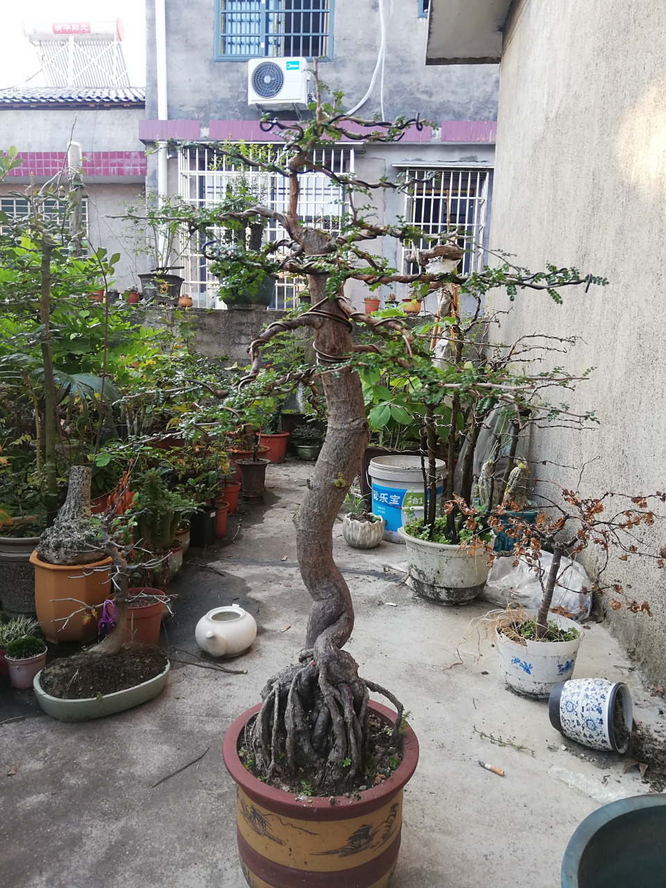 列加氏漆树 多肉养成盆景也好看