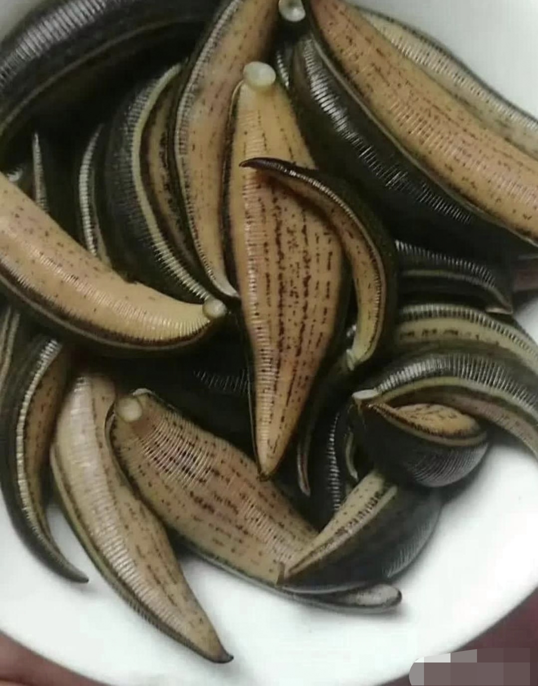 我不禁在想,要是把它吃进肚子里,会不会直接吸附在肠胃上呢?