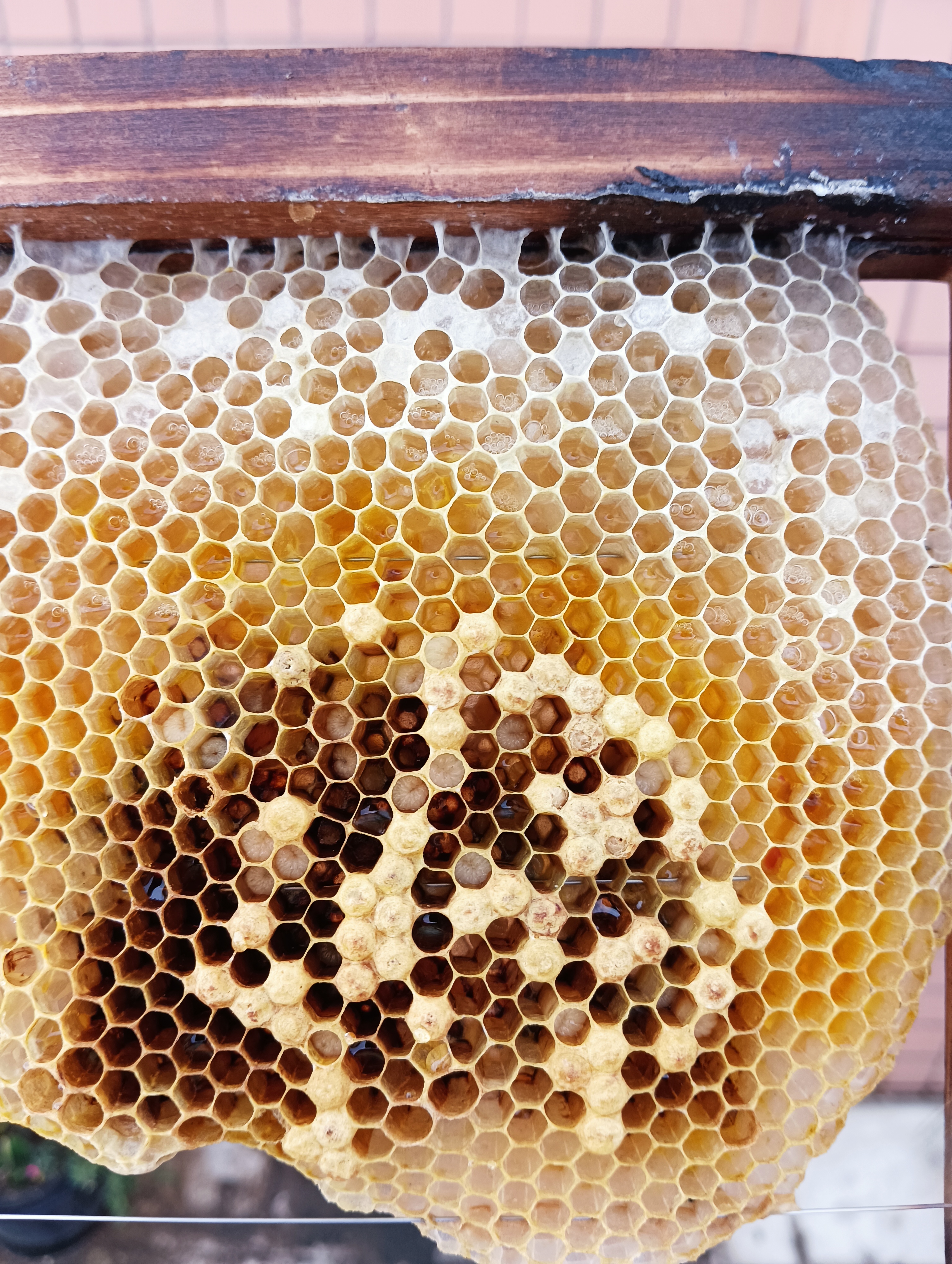 这是雄峰脾还是工蜂脾?