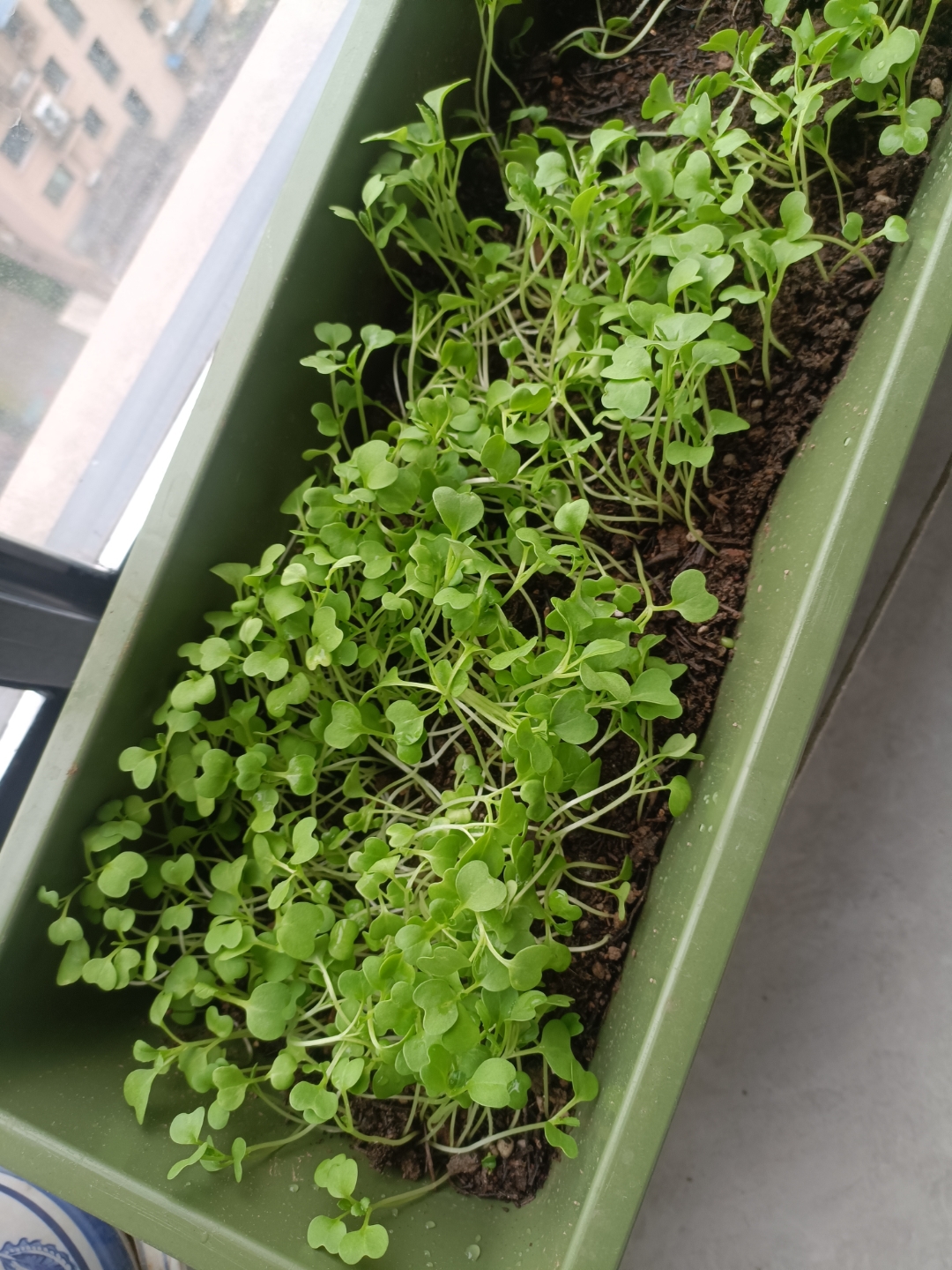 鲜绿色的叶子像小伞一样紧密排列, 最近都流行阳台种菜,我也来凑个