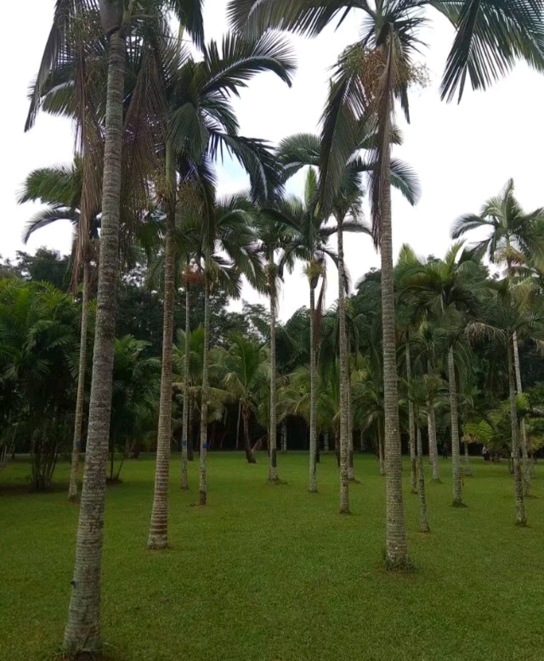 假槟榔,槟榔树还有真假之分,来看看假槟榔长什么样子!