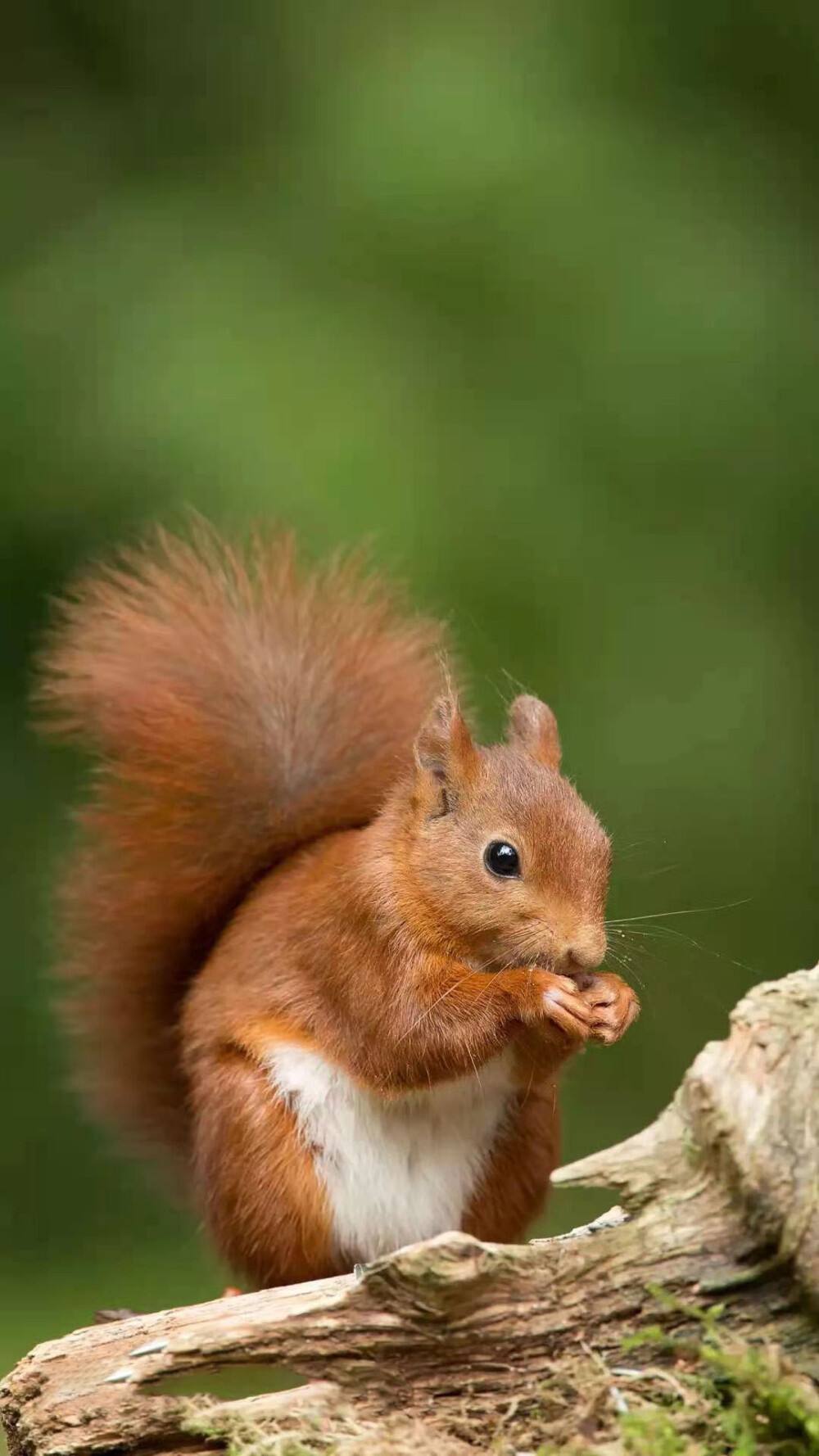 《动物世界》节目里最全的毛绒绒大尾巴的哺乳动物![大哈]