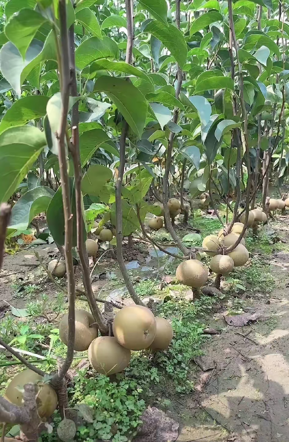 梨树的样子图片