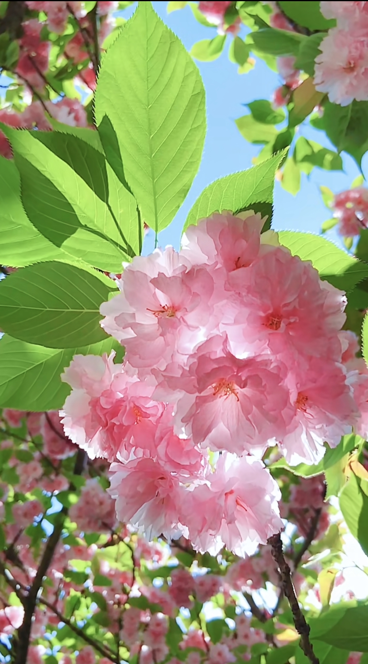 喜欢大自然       喜欢花花草草