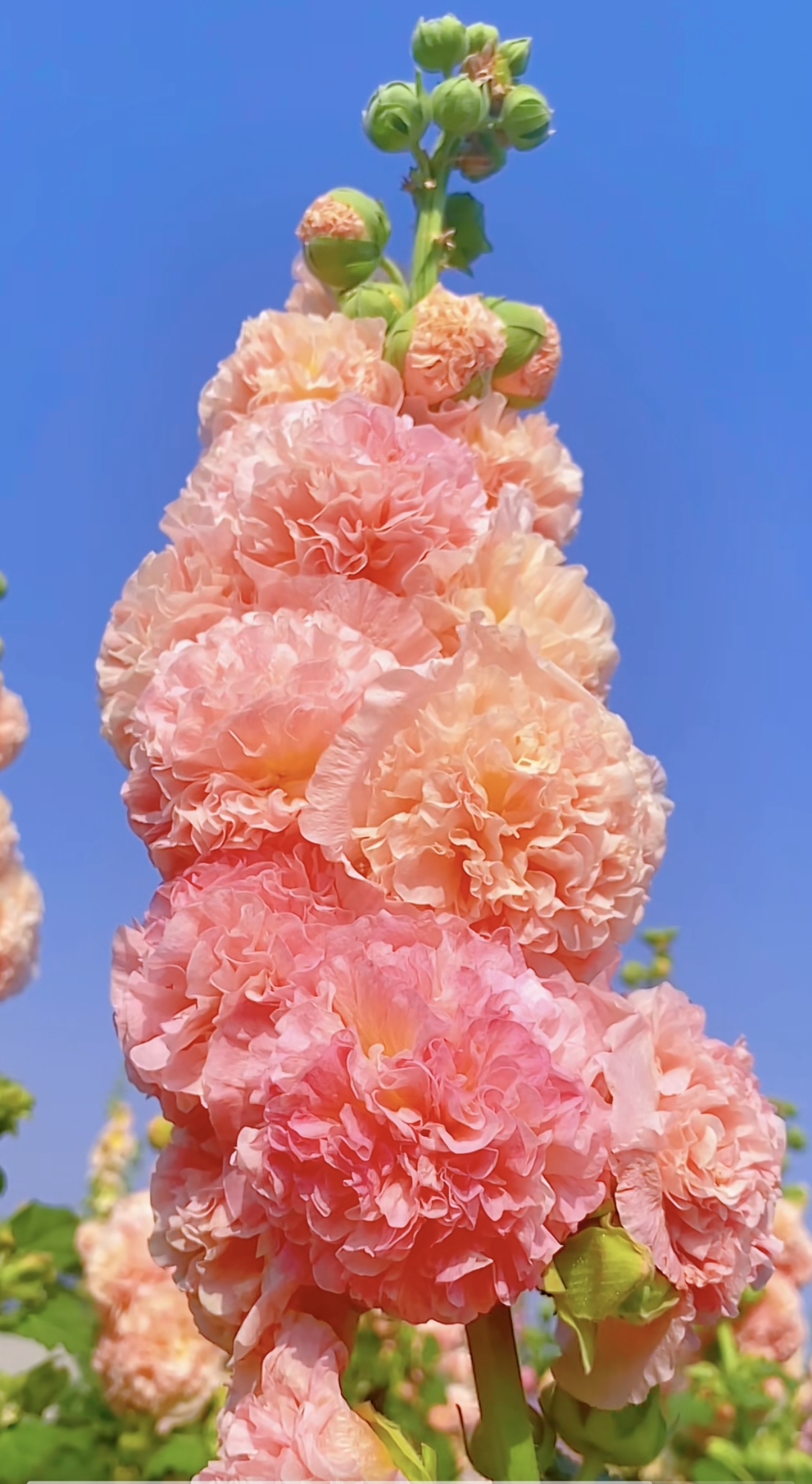 喜欢大自然       喜欢花花草草