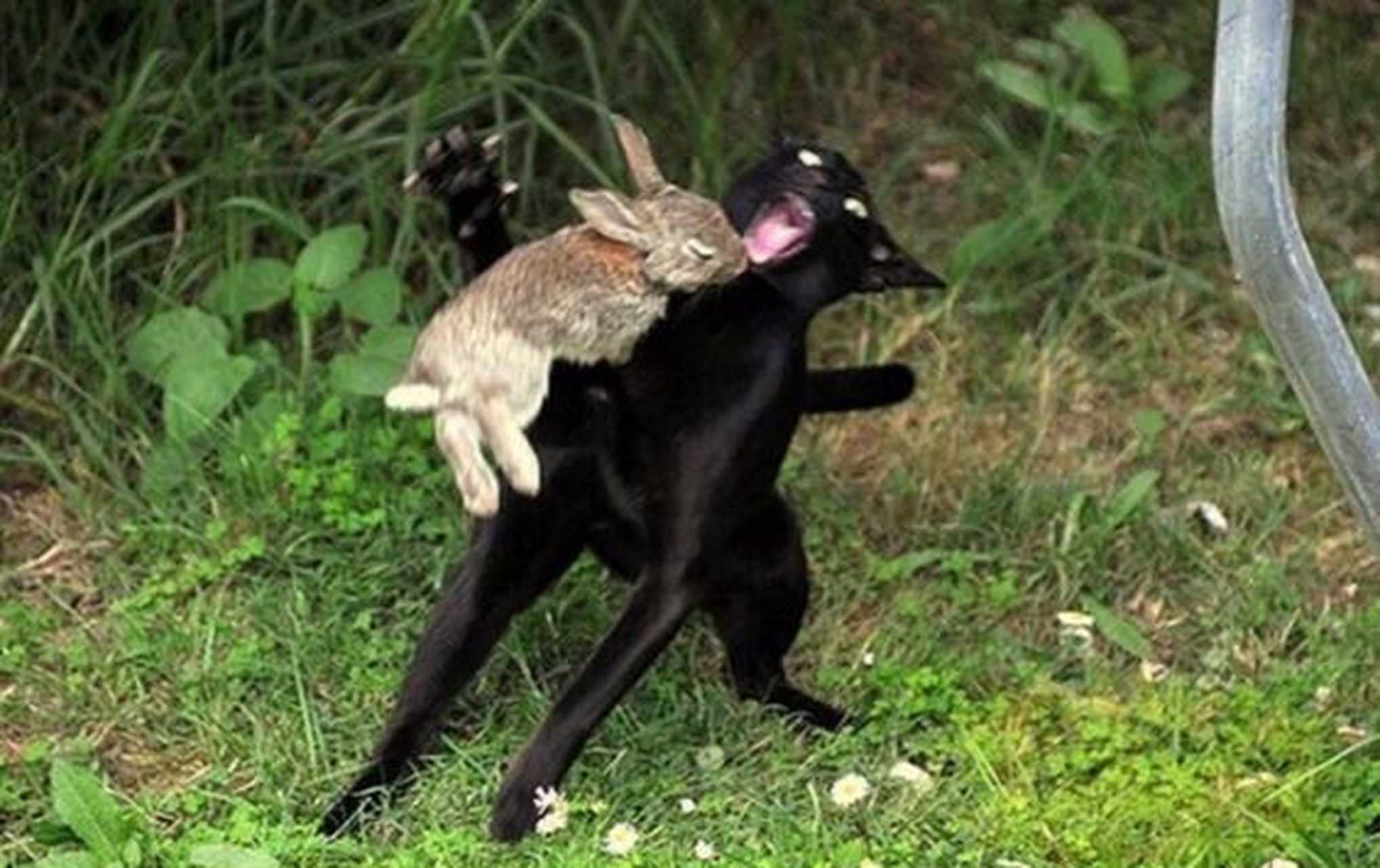 猫咪想了一生都没想明白,当初和兔子打架,怎么就败了呢#趣图搞笑
