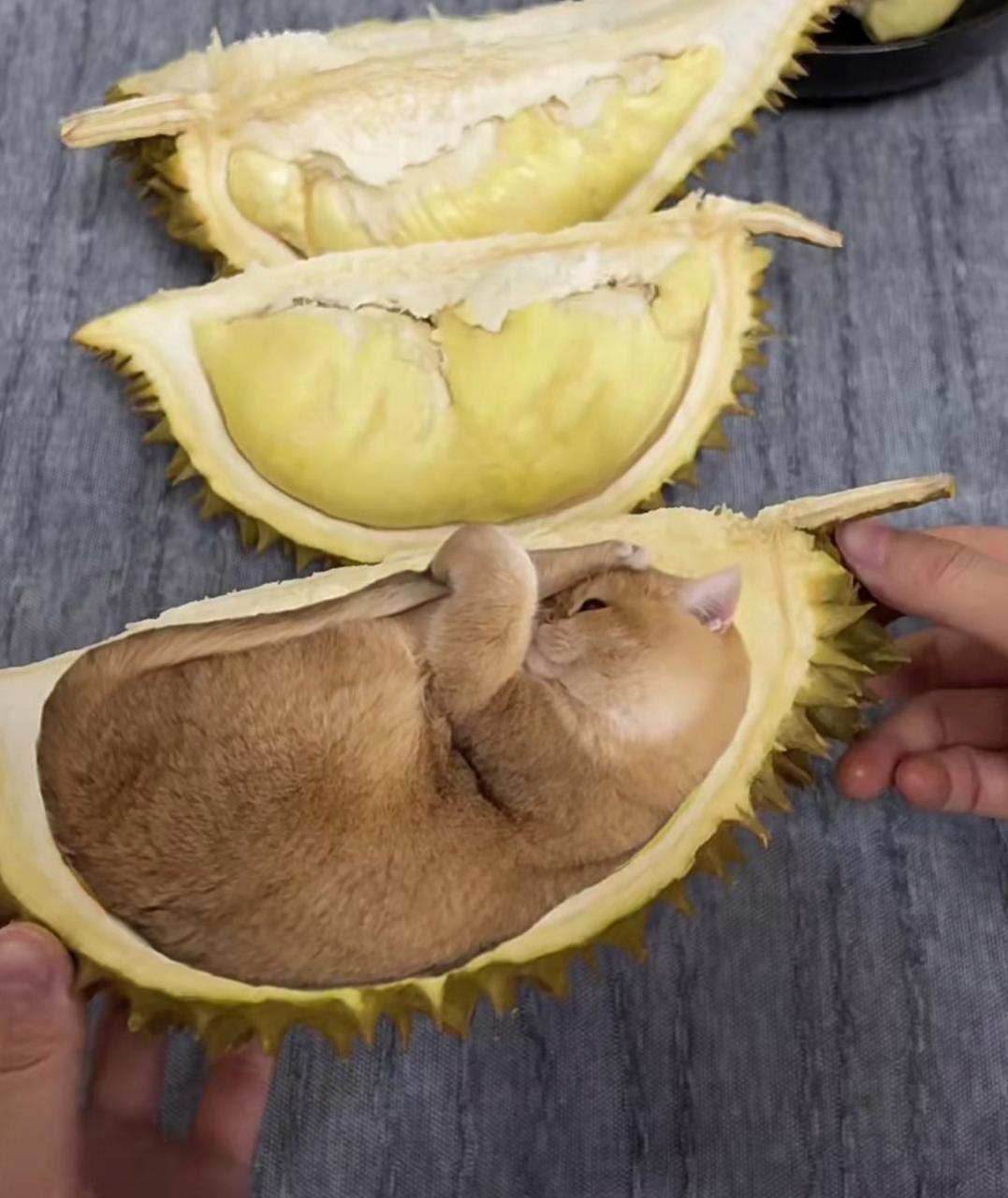 刚买的榴莲,帮我看看,是不是坏了一块?#趣图搞笑