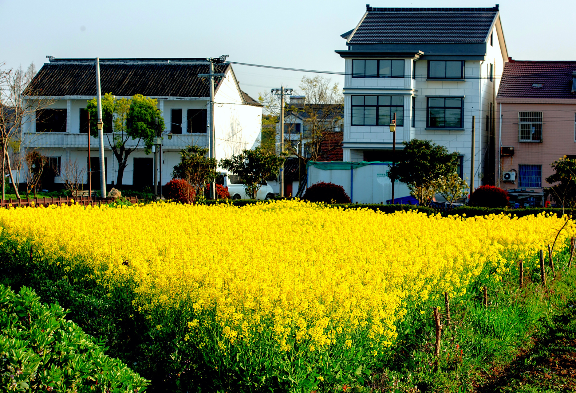 月最园 67家乡的景最美  图片摄于:江苏省苏州市相城区望亭镇迎湖村