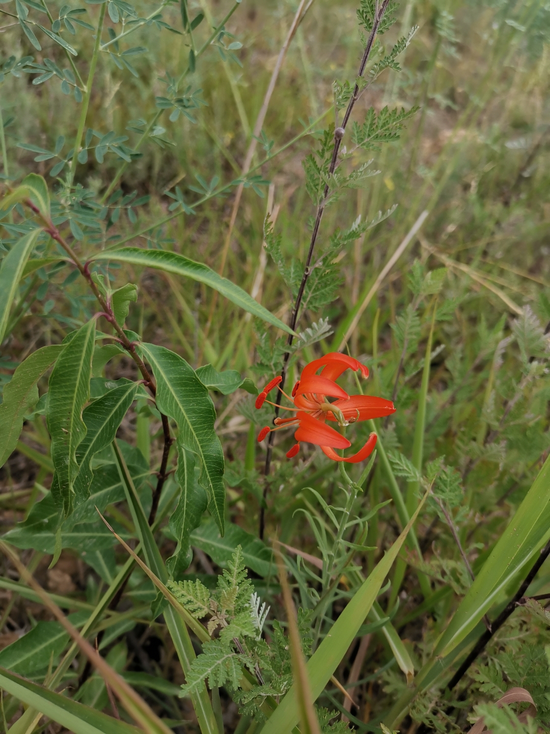 陕北人的花————山丹丹花开红艳艳