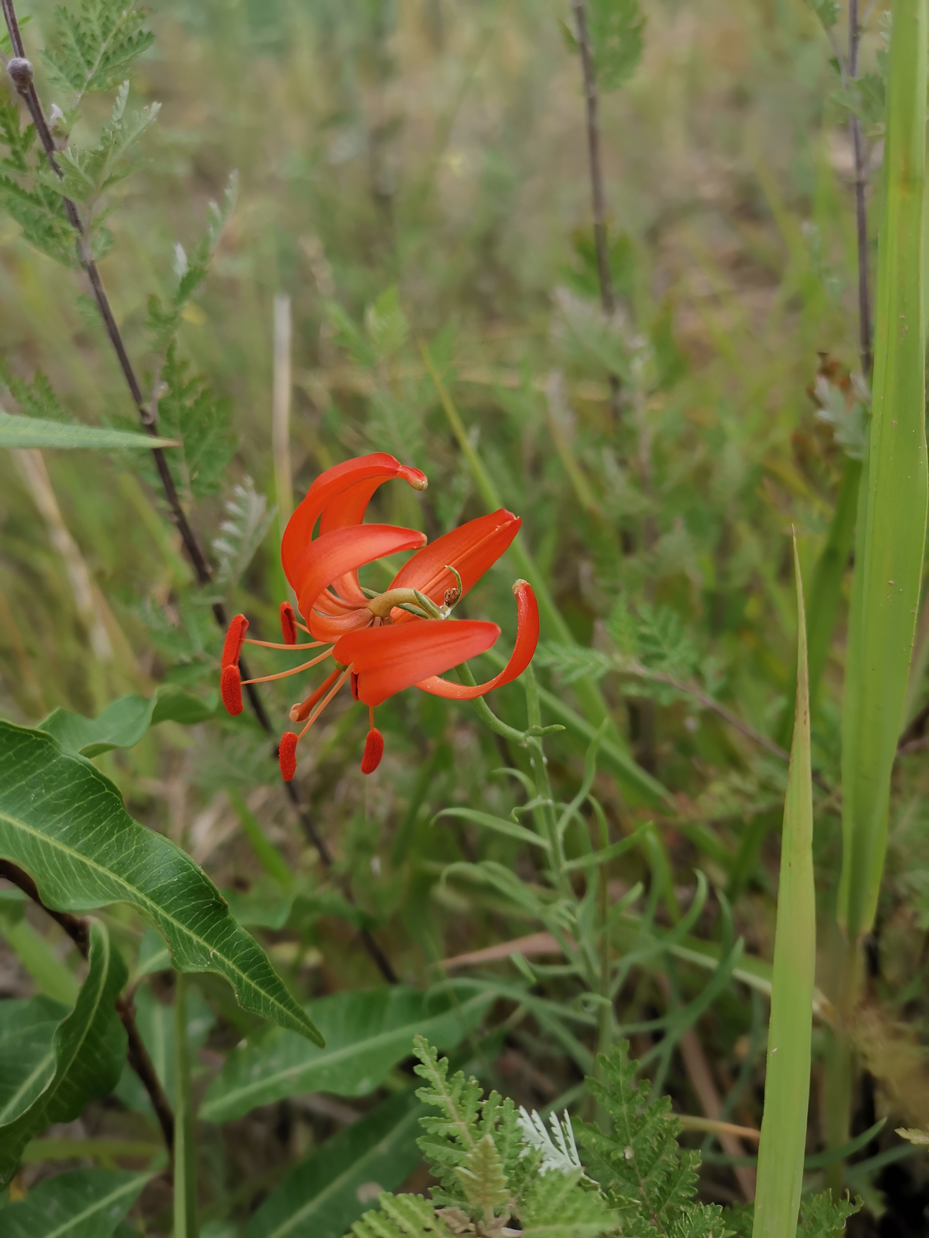 陕北人的花————山丹丹花开红艳艳