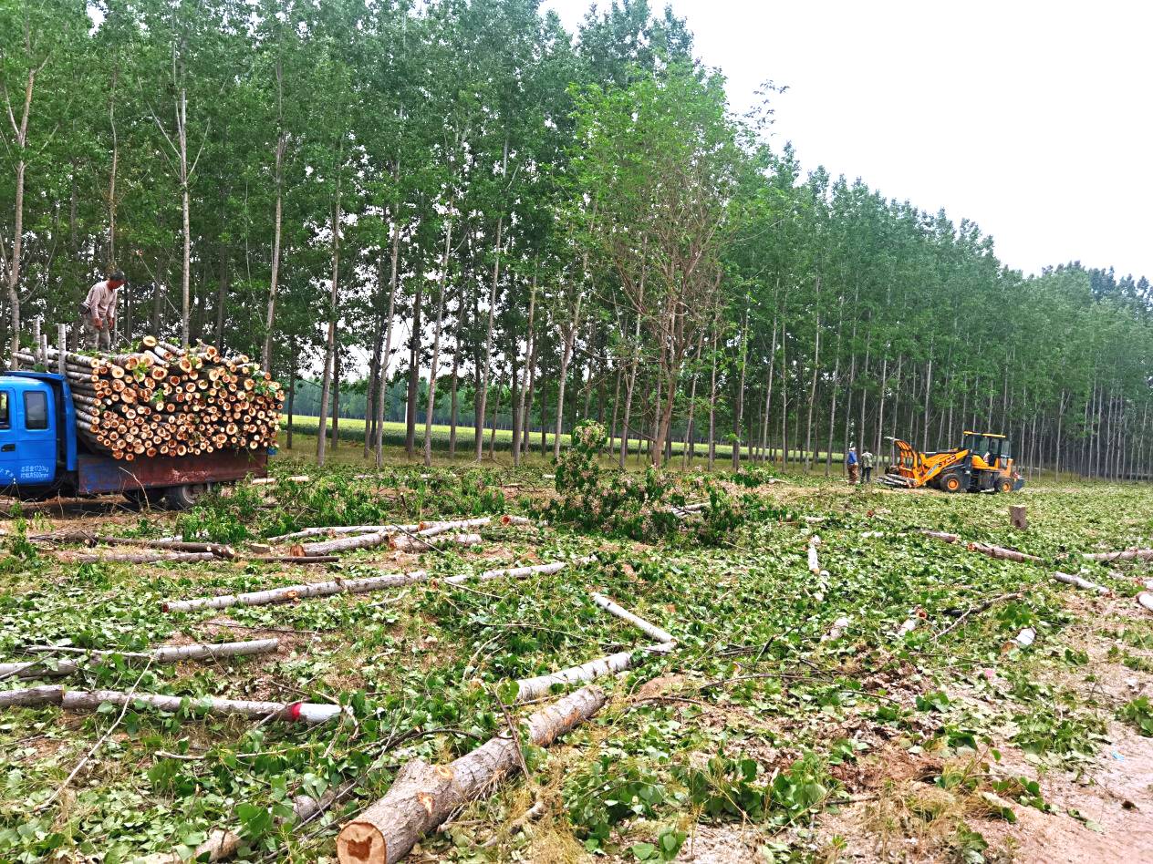 退耕还林初具成效,又开始"退林还耕"了.  5.