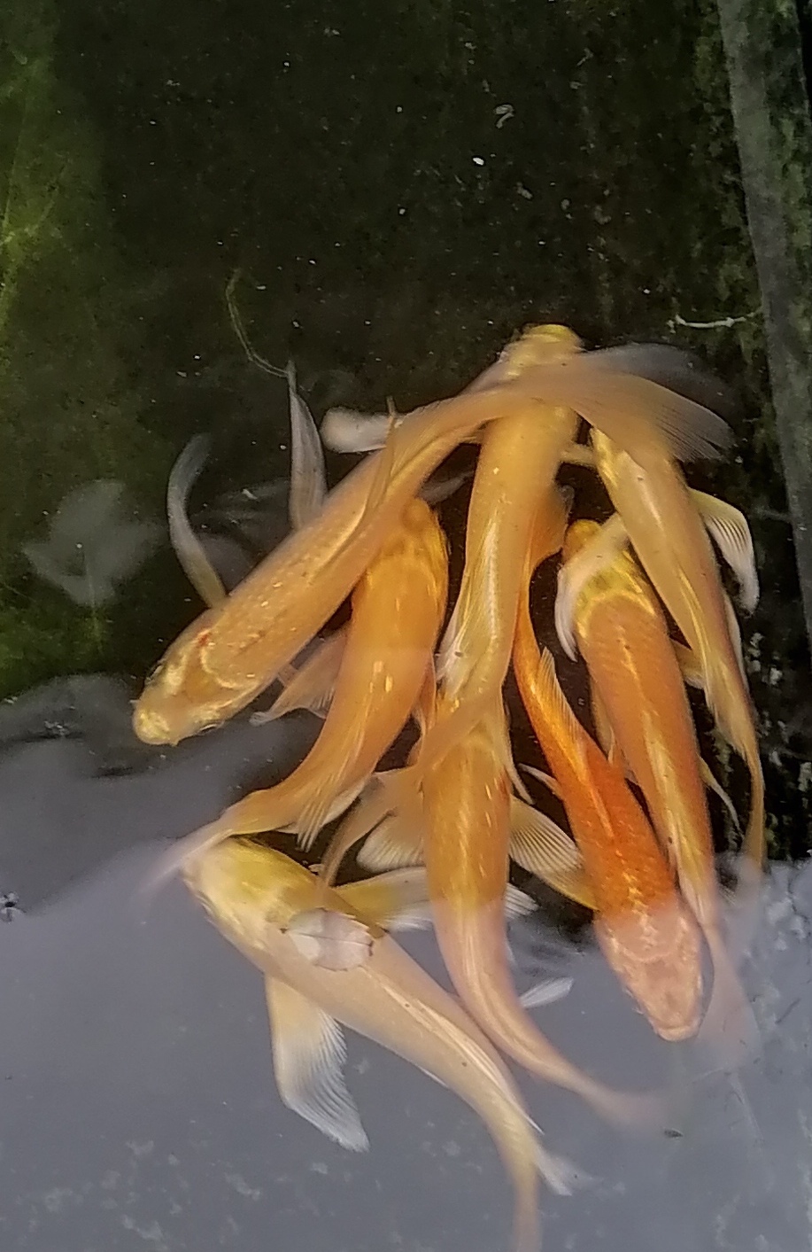 50多条锦鲤首尾相连，50多条锦鲤首尾相连正常吗