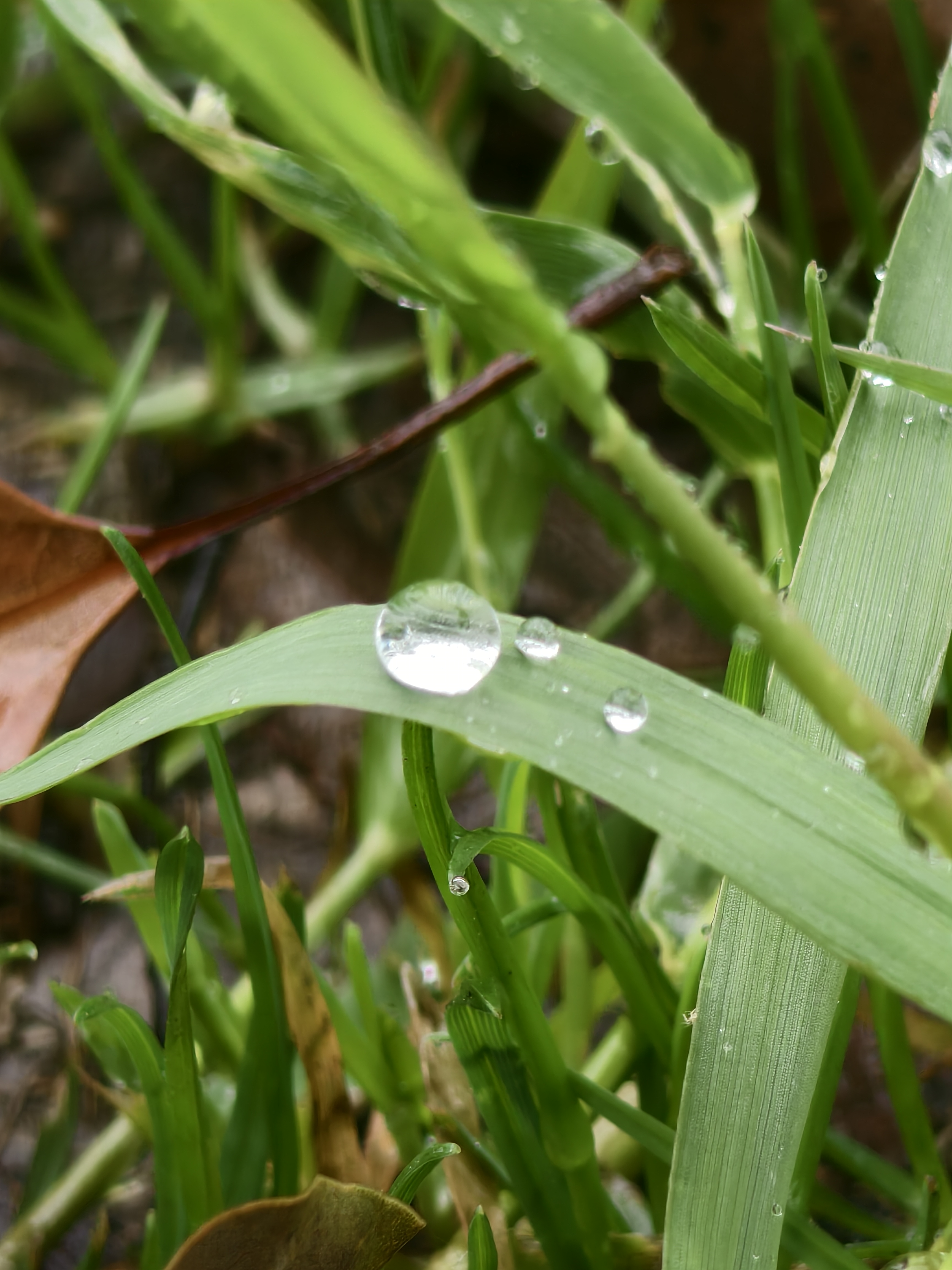 大雨天小草风景图片图片