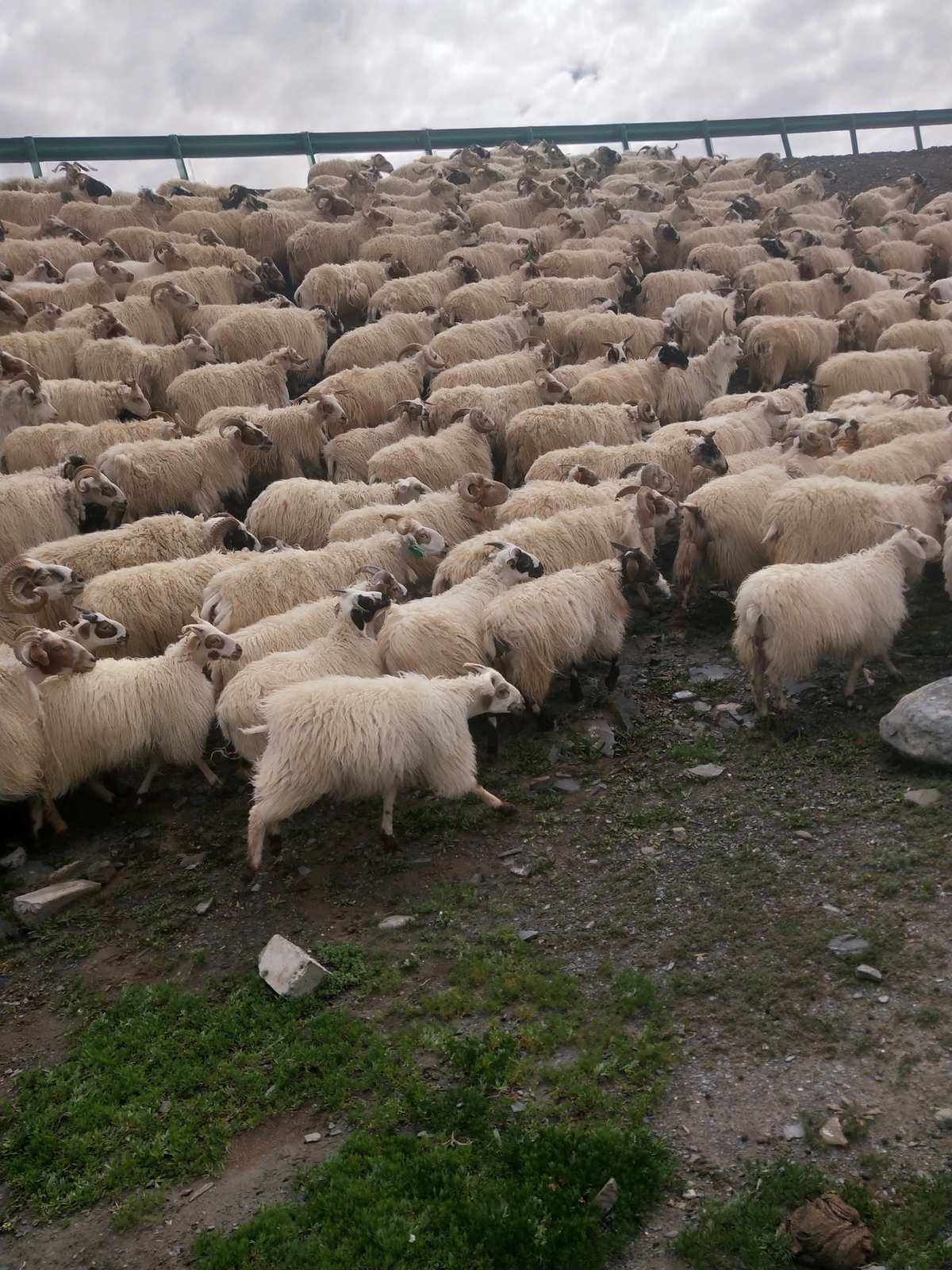 长期供应青海长毛羊 青海牛羊肉     微qhqh1376