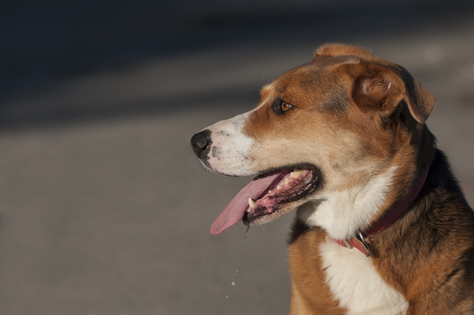 狗狗一直喘气呼吸急促怎么回事