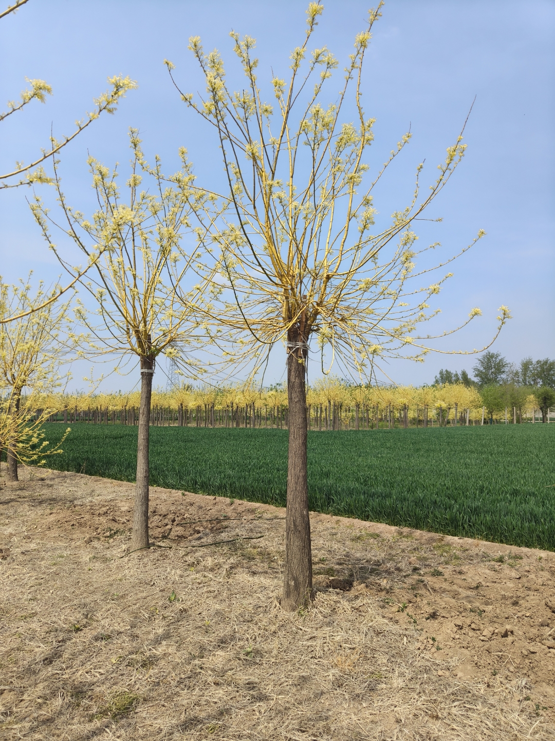 精品黄金槐12-15公分量大价优  无论未来的人生有哪些劫和难,你都最终