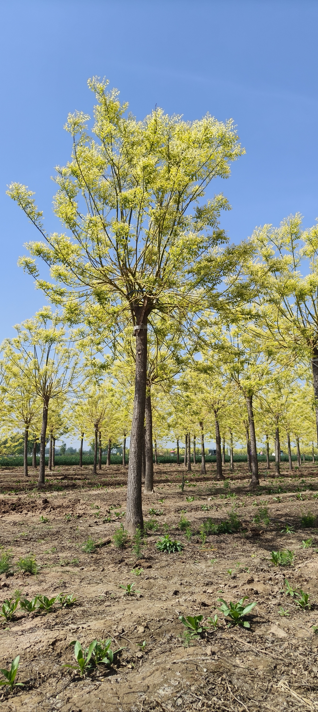 黄金槐12-15公分清地出售,欢迎捡漏