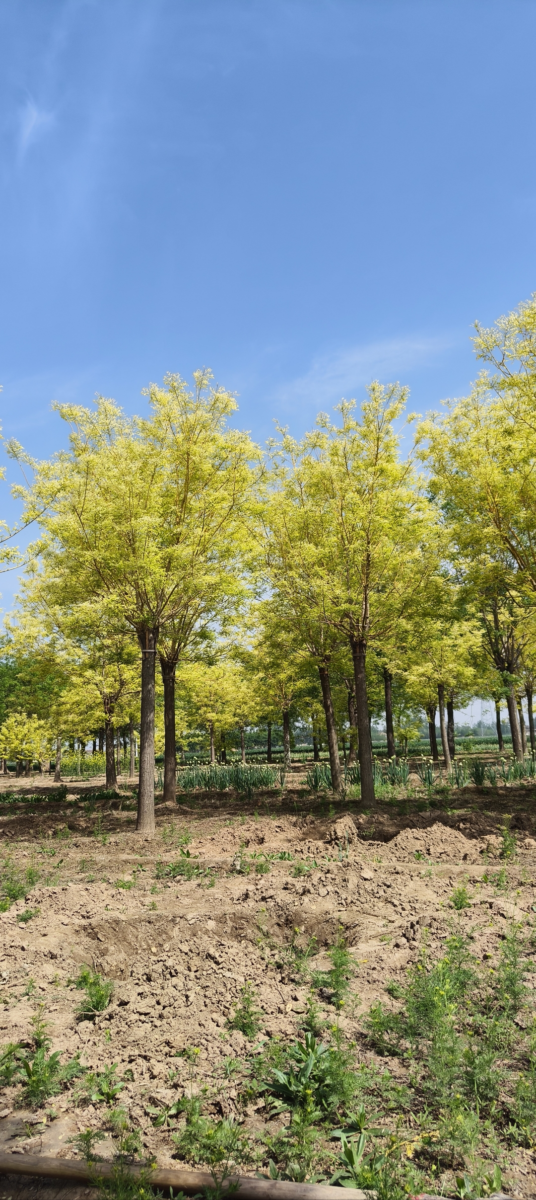 黄金槐12-15公分清地出售,欢迎捡漏