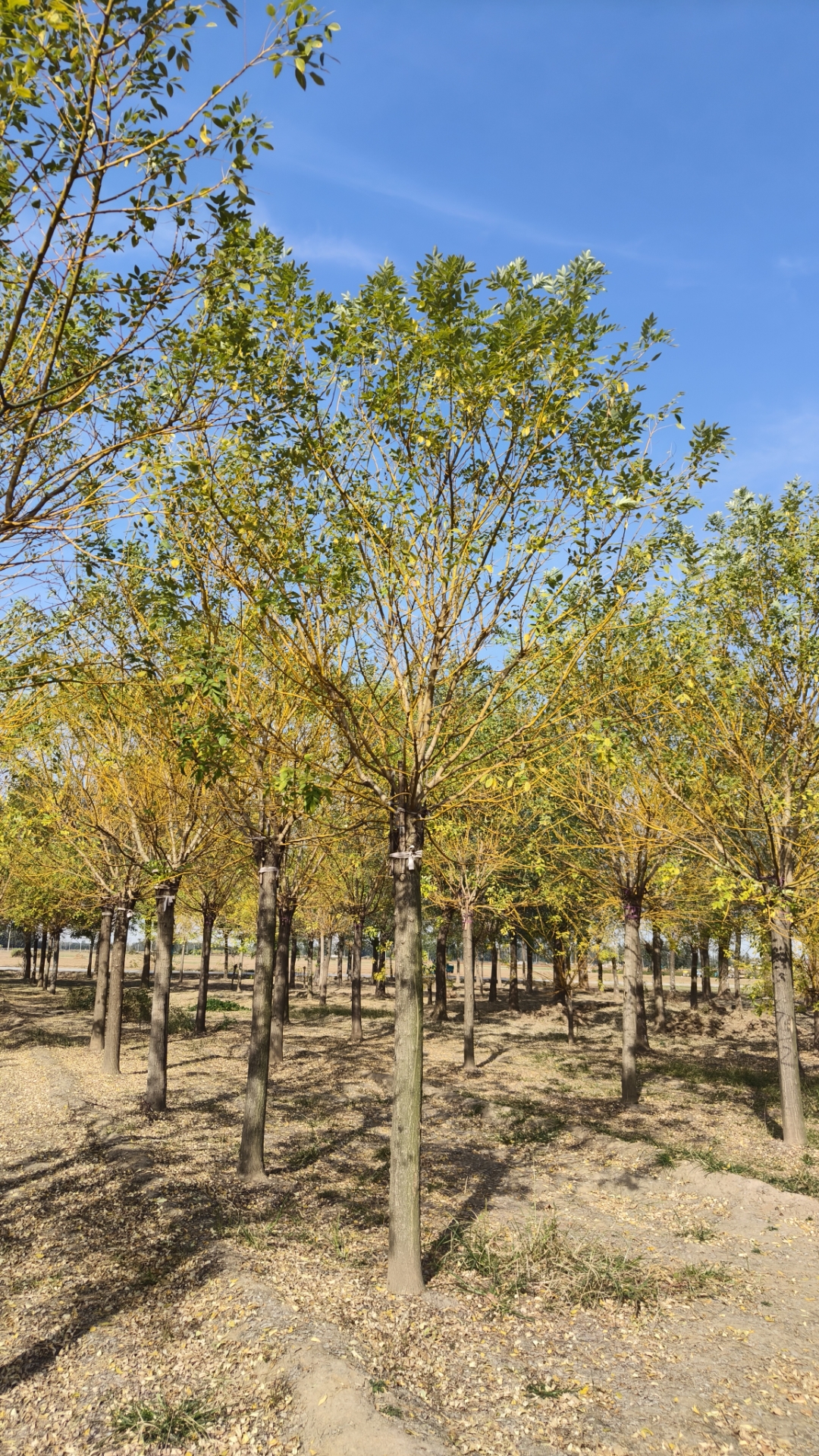 金枝国槐,高杆2.2米,3年冠,清地出售,价格优惠,可以地头装车