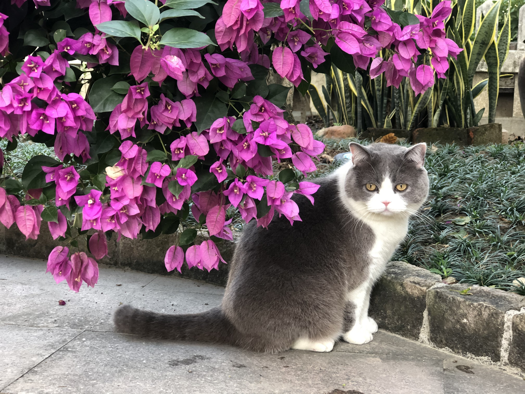 一起来吸猫# #猫咪# #萌宠星计划#  我就是这样一个人见人爱猫见猫追