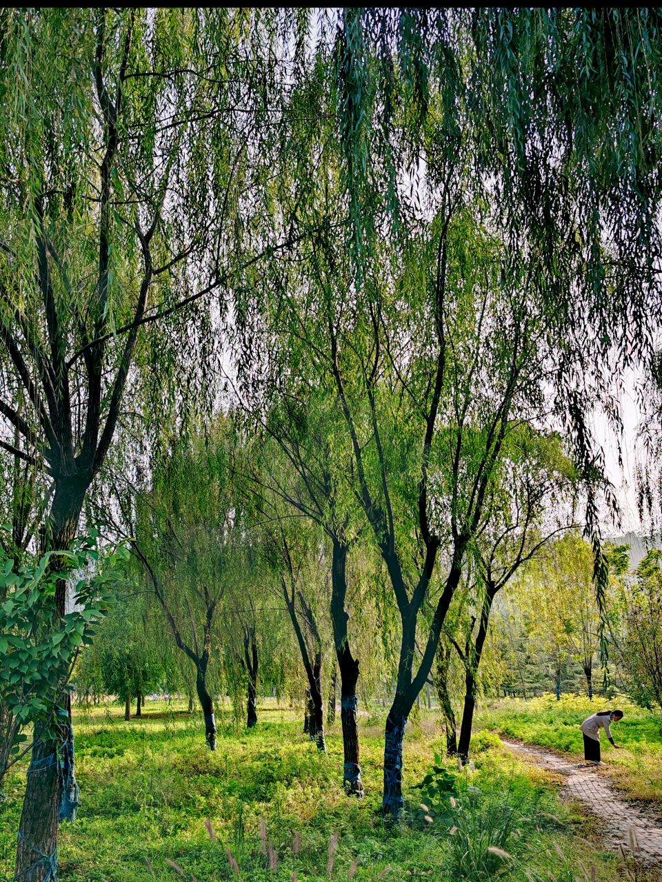 摄影爱好者联盟# 朱樱湖公园