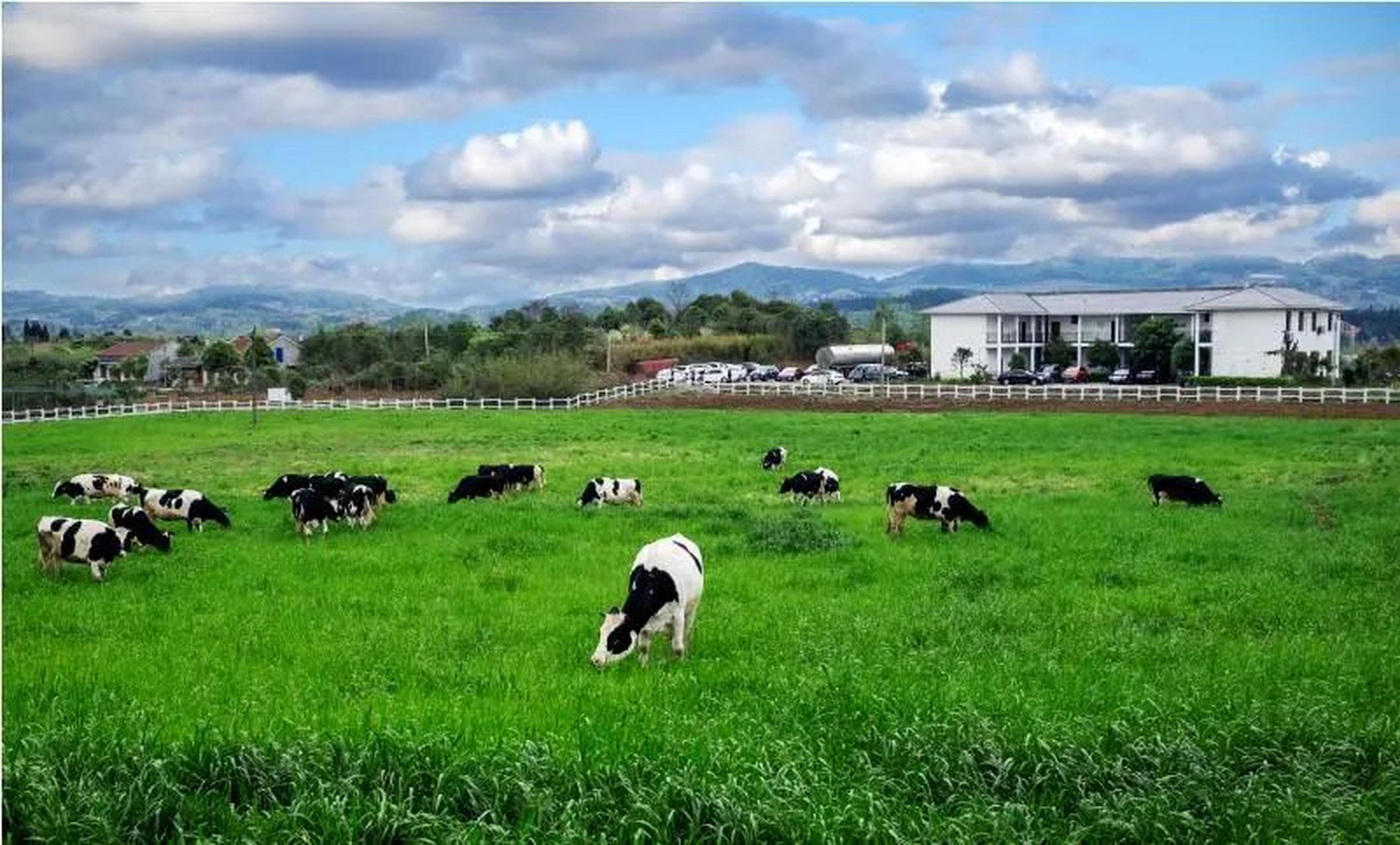 原野牧场,位于四川省德阳市旌阳区黄许镇108国道旁,距离成都市区60