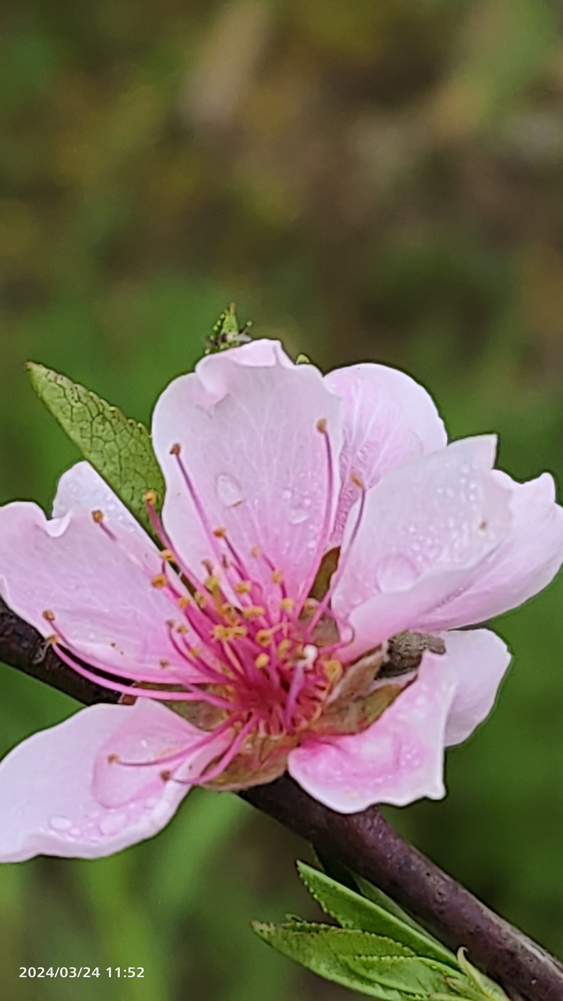 漫步其中,仿佛置身仙境,花香醉人,心旷神怡.