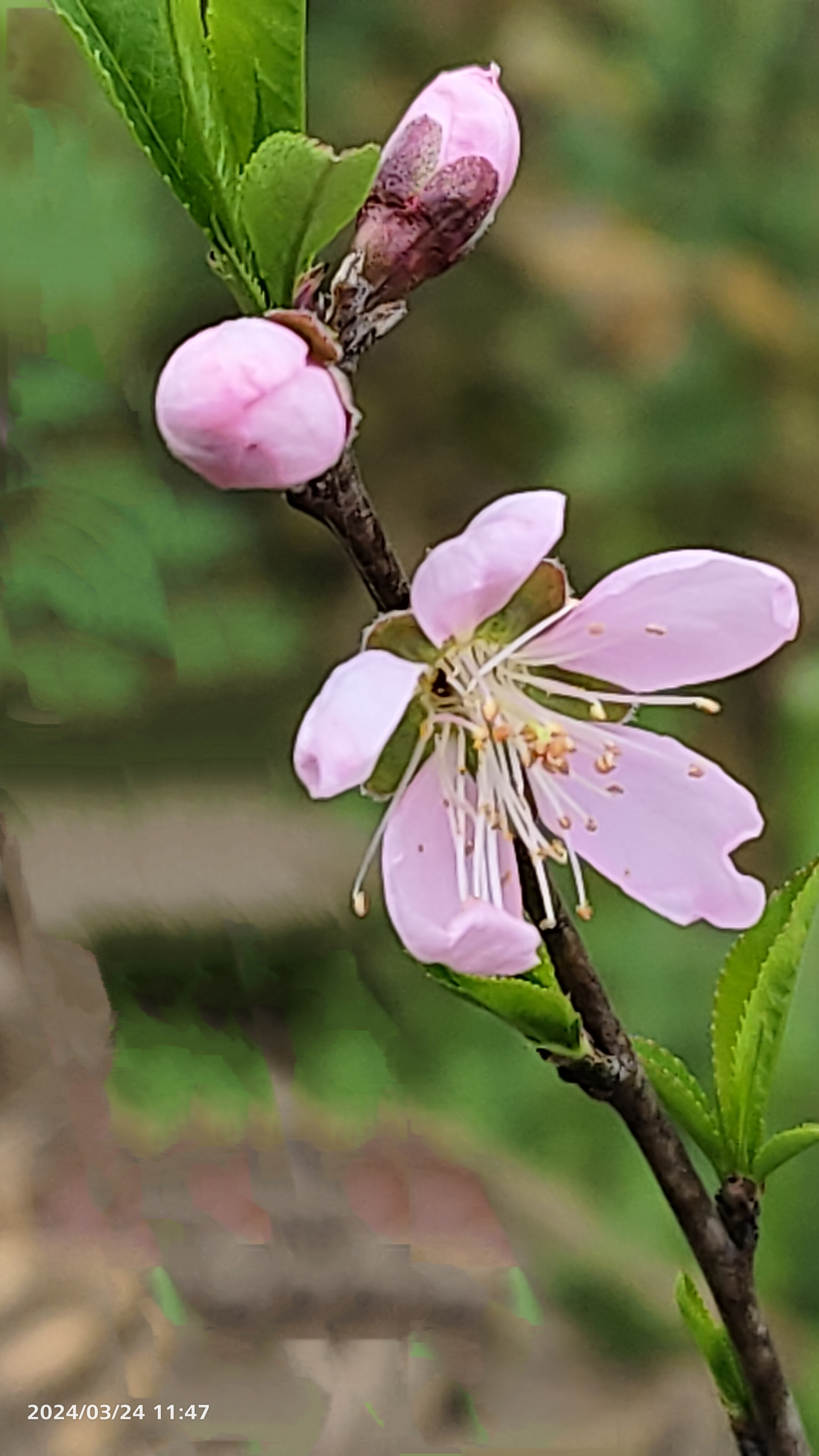 漫步其中,仿佛置身仙境,花香醉人,心旷神怡.