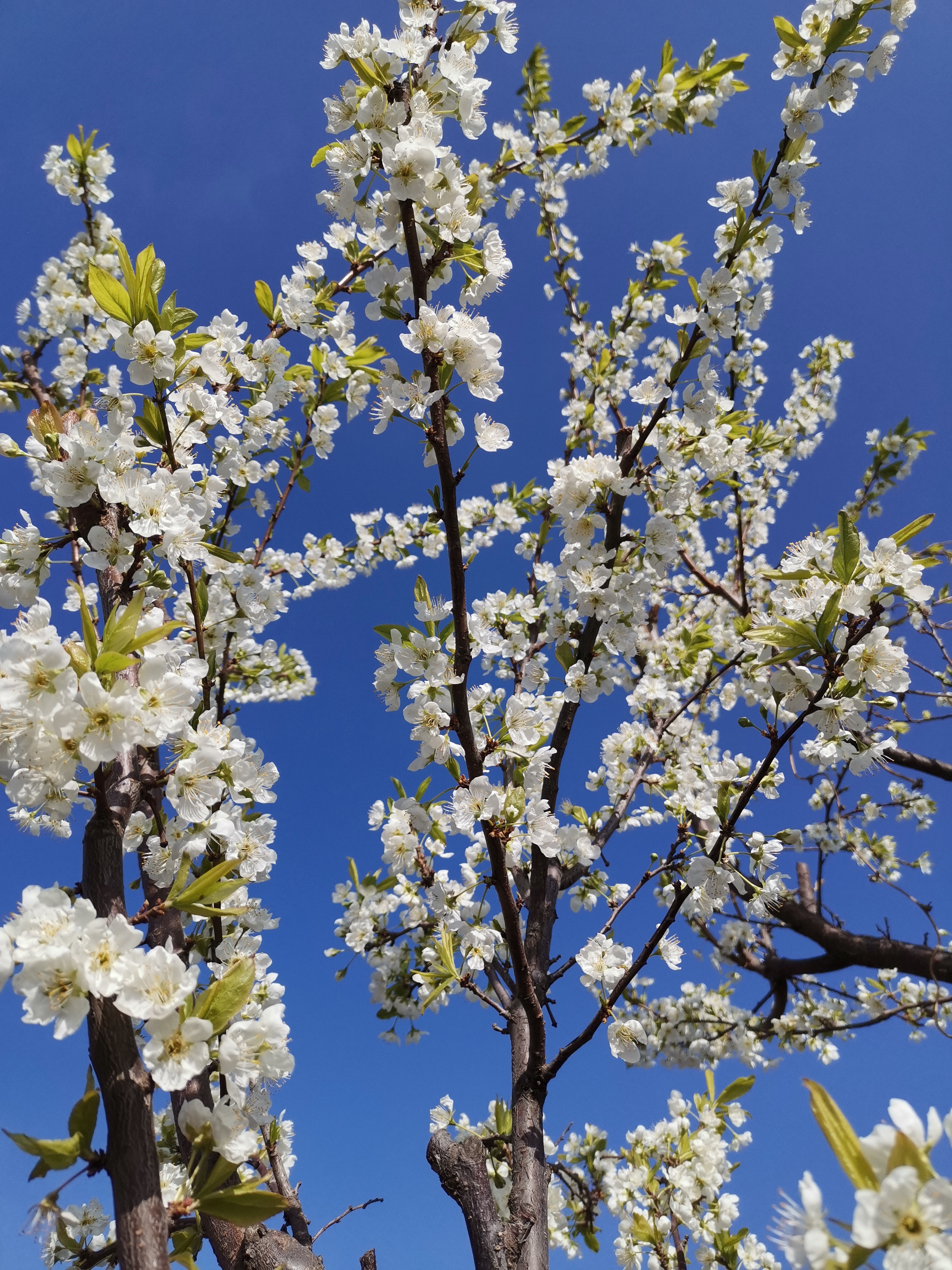 桃李满园春,斗艳红枝头
