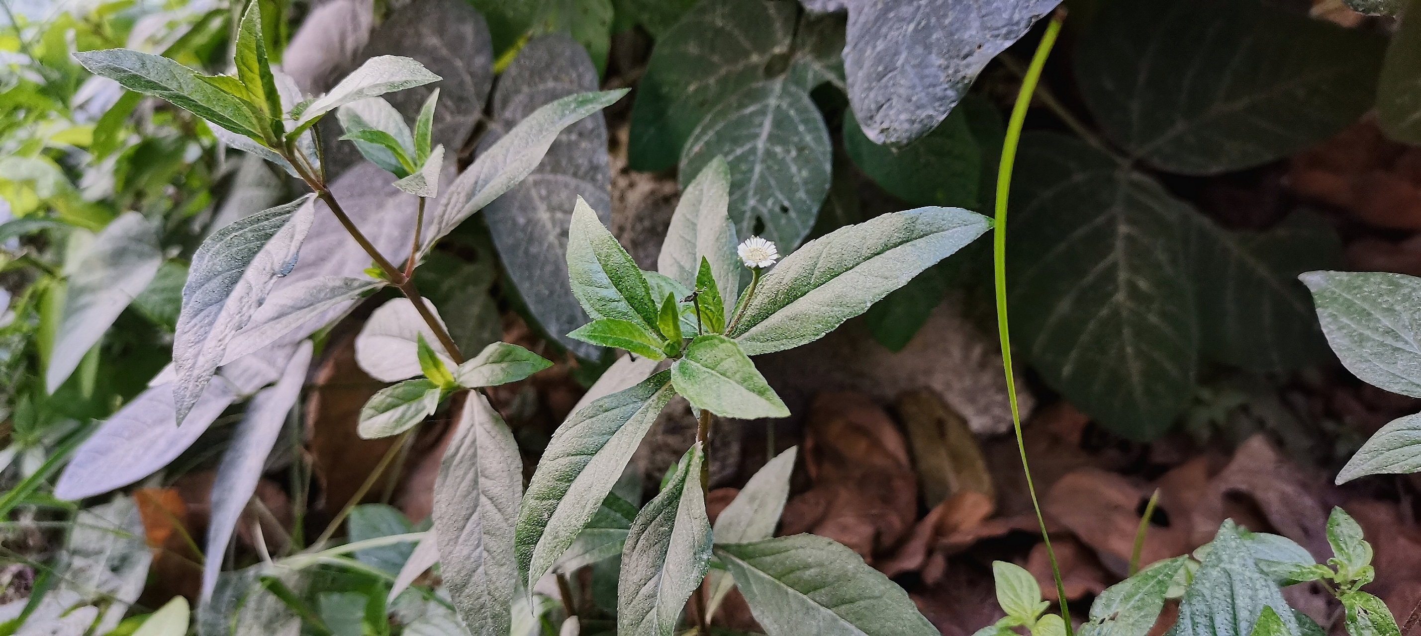 每天认识一种植物# 鳢肠:(别名:乌田草)田间地头都有它的生长,是姆浇