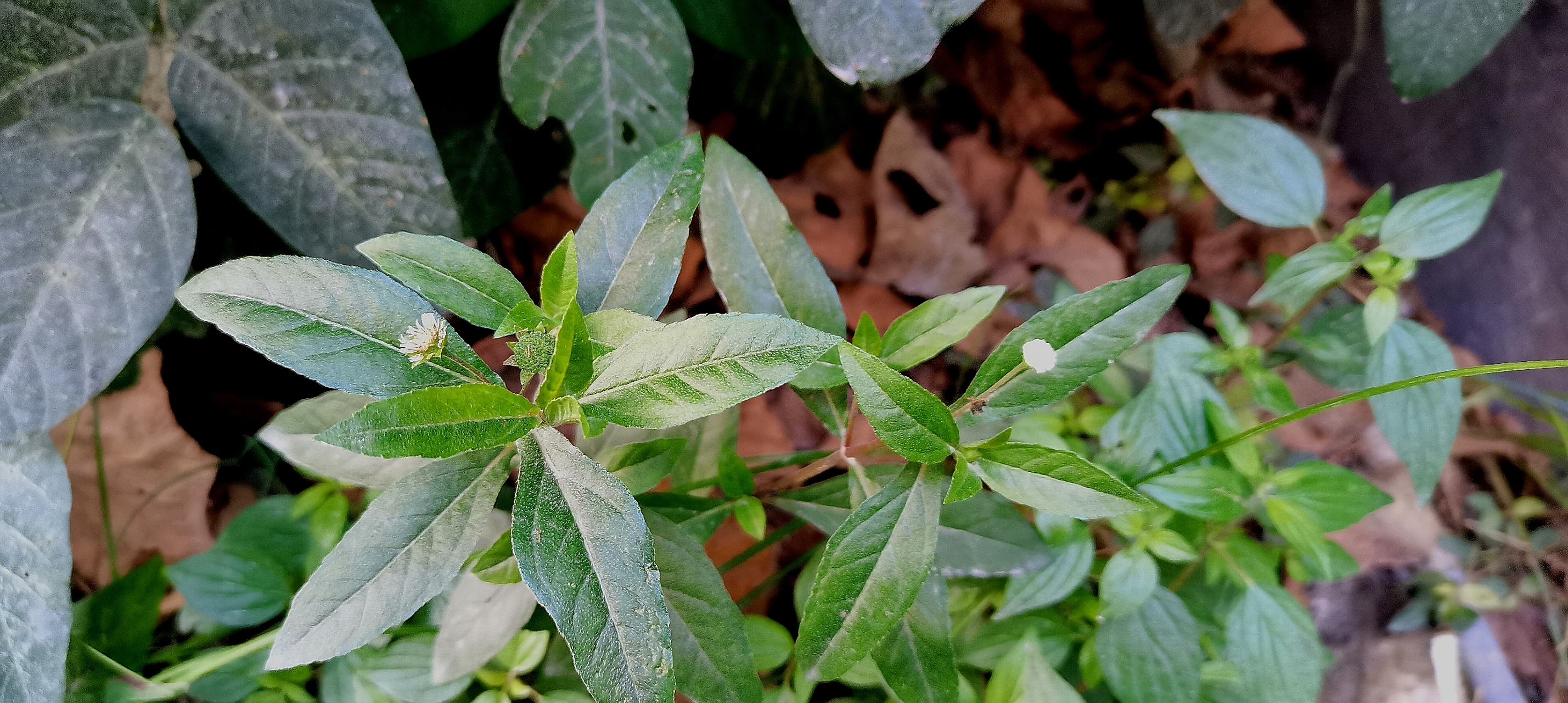每天认识一种植物# 鳢肠:(别名:乌田草)田间地头都有它的生长,是姆浇