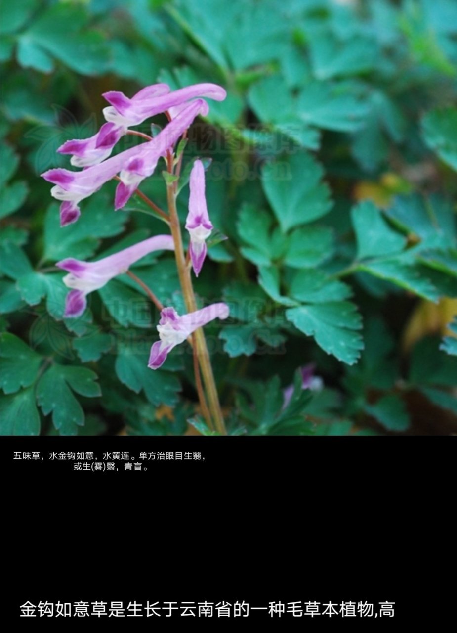 五味草,消散一切风热