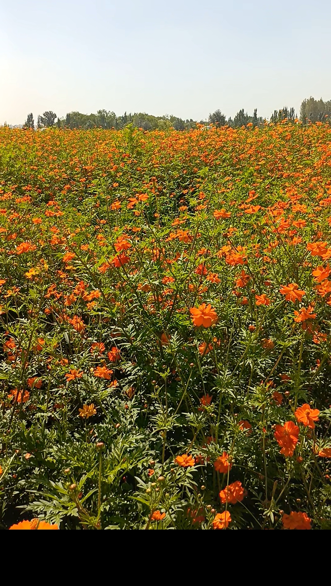 在这片花海中,我们都拍照留念,大家都感受着大自然的美好.
