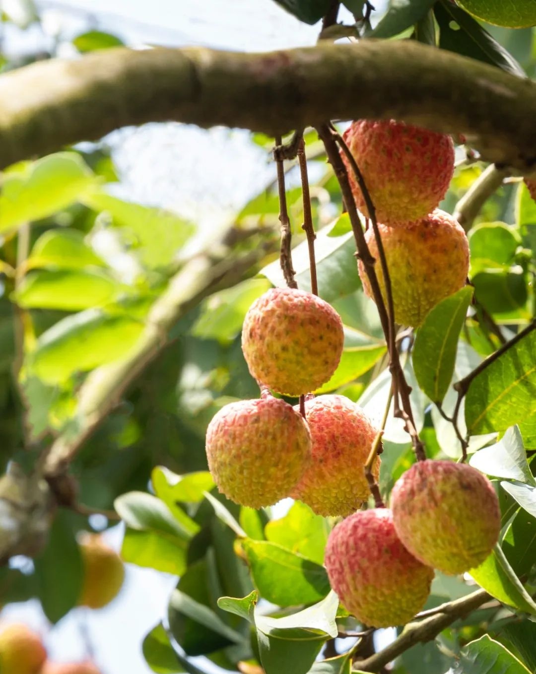 茂名高州市马贵镇的迟熟荔枝品种——"马贵荔"上市.