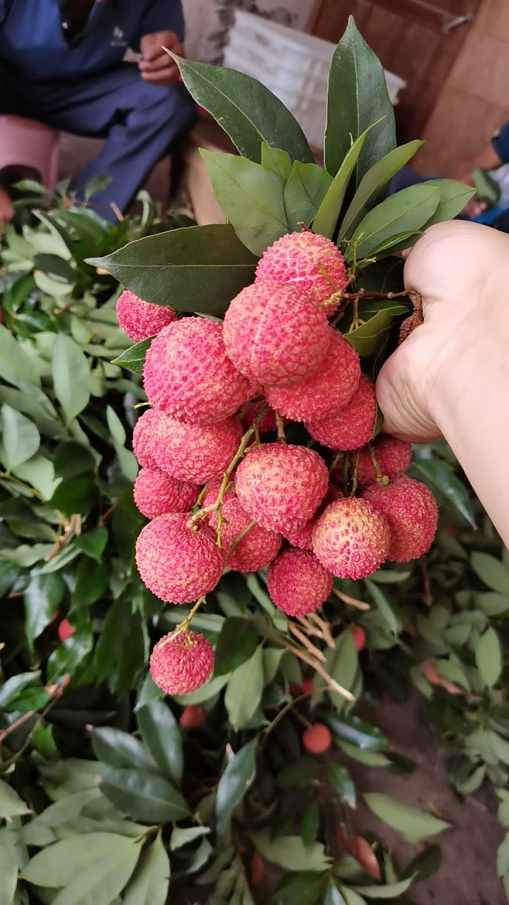 合江荔枝的代表品种肯定是"带绿",而并不是每一颗带绿荔枝都好,都值钱