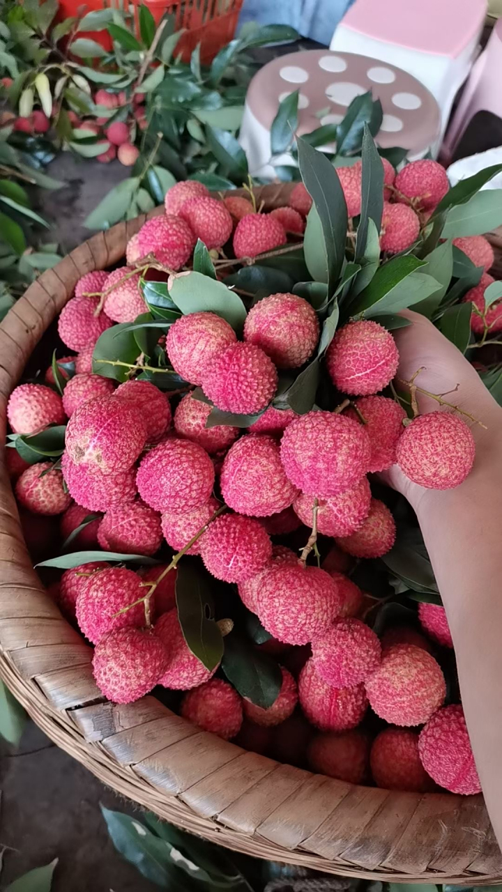 合江荔枝的代表品种肯定是"带绿",而并不是每一颗带绿荔枝都好,都值钱