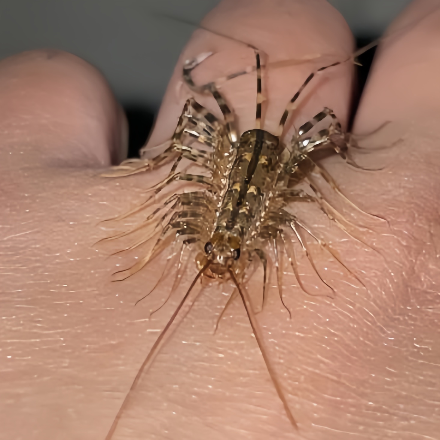 这一只小虫虫怎么长的这么奇怪,跟蜈蚣一样有这么多的小触手,头上还有