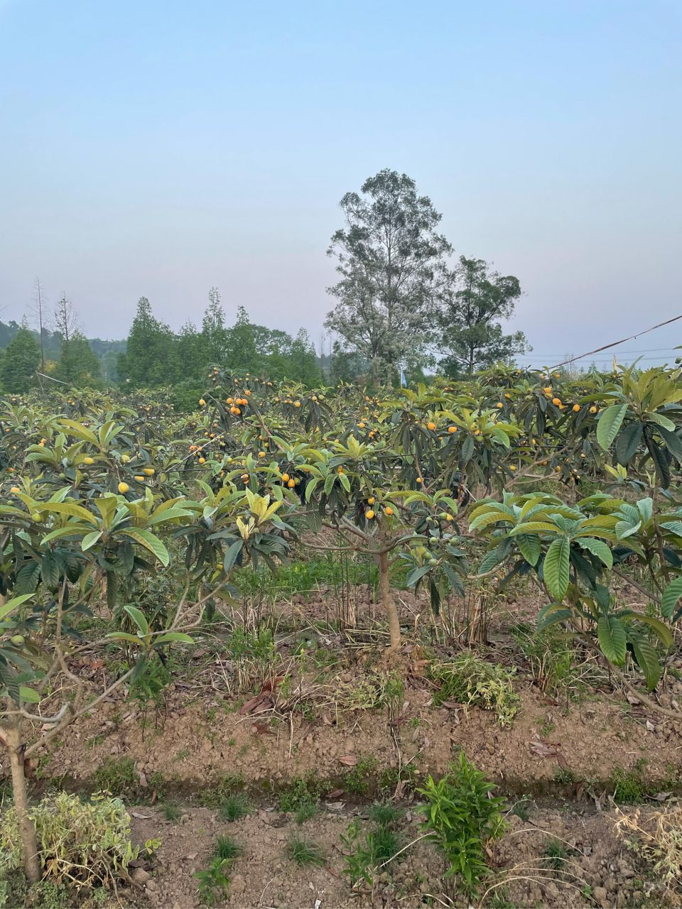 又见枇杷 020202020202020202——南木子 和平新村