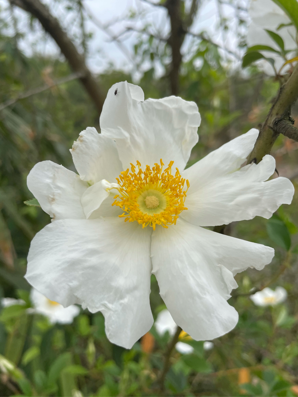 金樱子花 020202020202020202——南木子 洁白无瑕