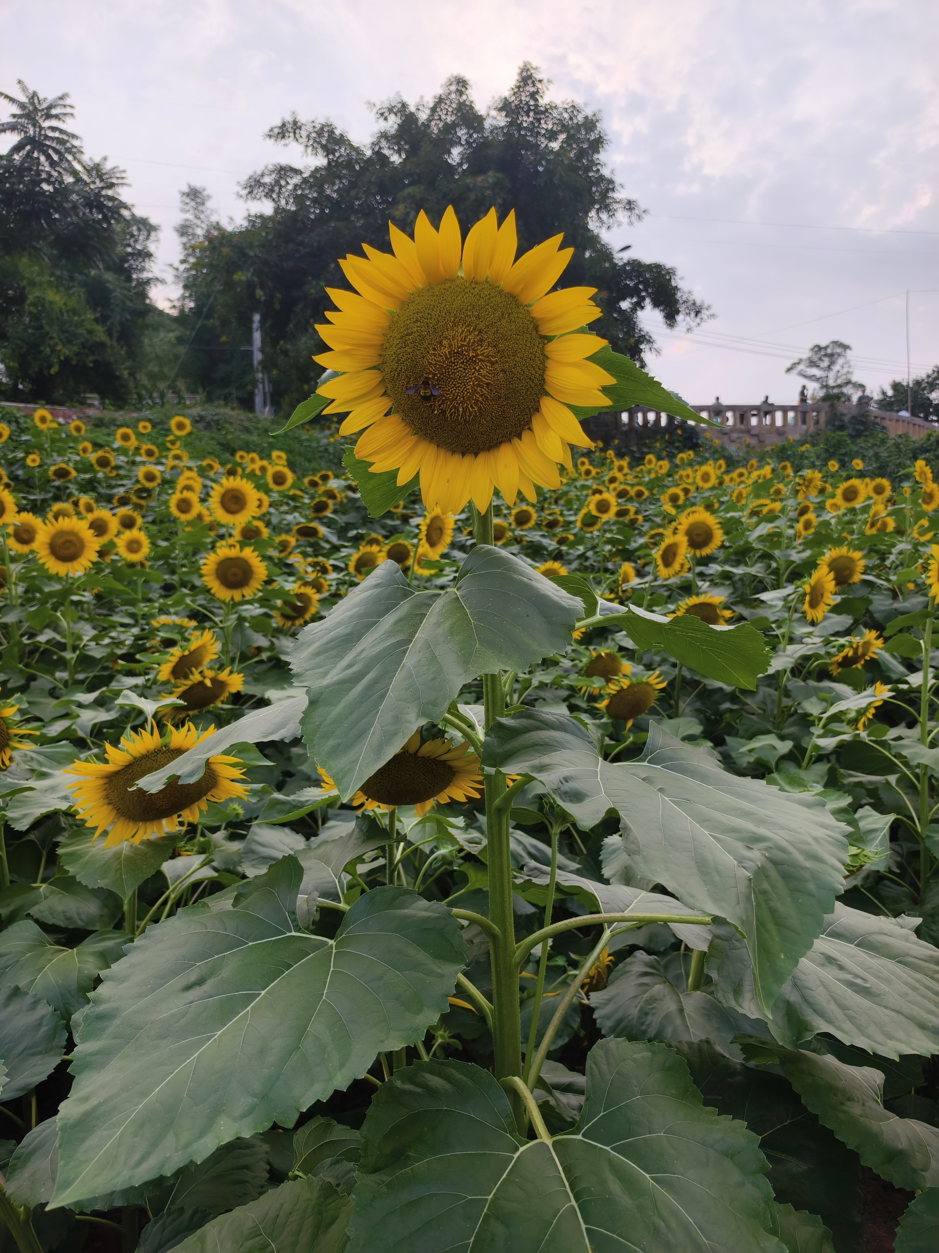 —南木子 大足北山西贵堂, 花海荡漾任遐想