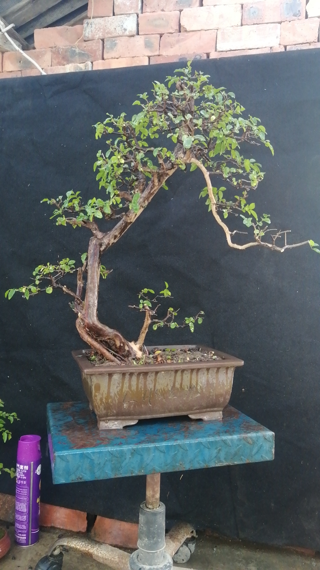 分享一棵小叶红芽雀梅