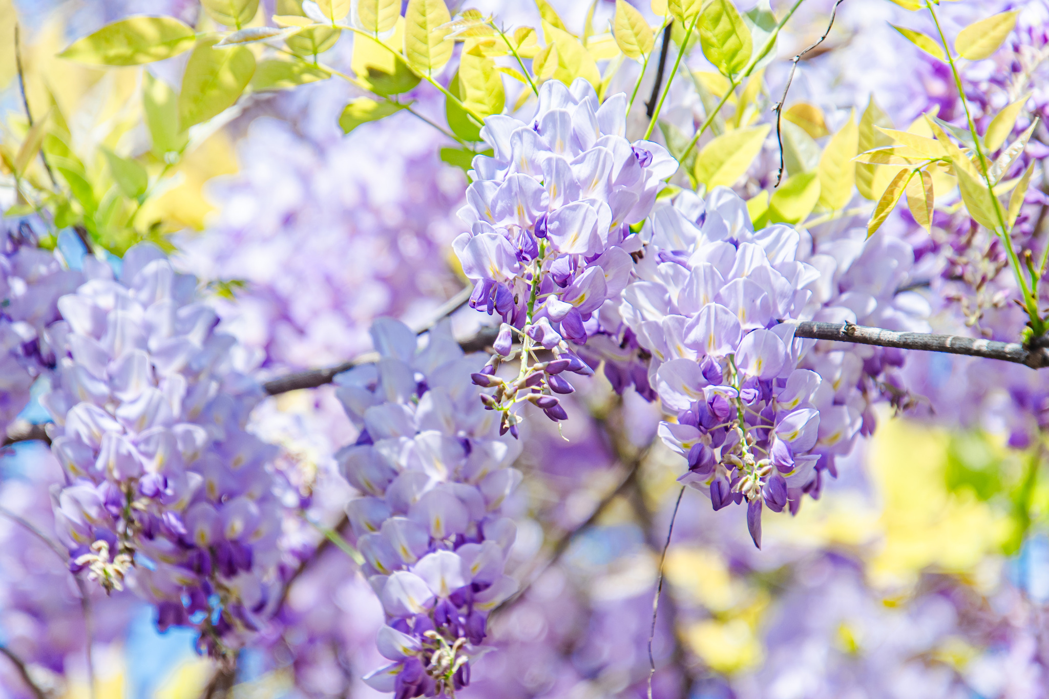 江西赣州,一团团,一簇簇紫藤花盛开,淡紫色花朵组成一片花海,成为春日